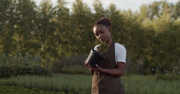 African American Female Farmer Apron Inspecting Potted Sprout Sunny Morning — Vídeos de Stock