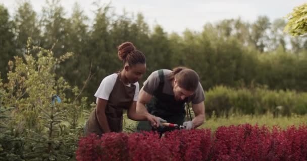 Multiracial Man Woman Aprons Examining Cutting Red Plants Shears Farm — Vídeo de Stock