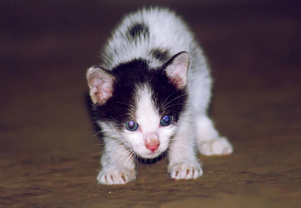 Gatito Está Listo Para Cazar Gatito Preparándose Para Caza — Foto de Stock