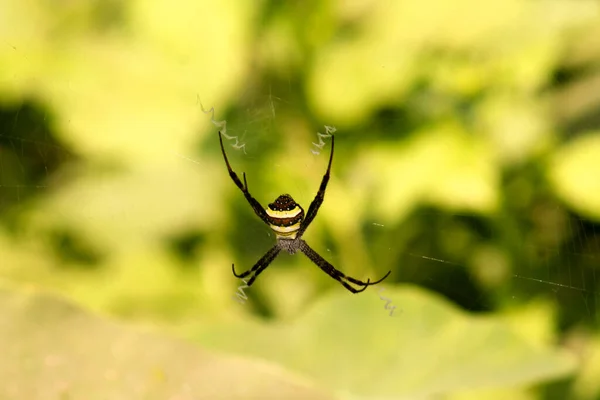 自然環境でネットを作るスパイダー クモは自然環境で美しいネットを作る多くの時間を過ごす — ストック写真