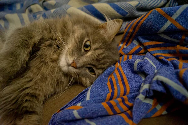 A cat that got out lies on the bed, looking with its eyes — Stock Photo, Image