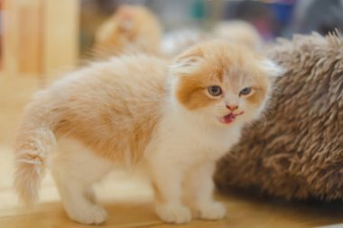 Güzel kürklü şirin turuncu İskoç kedi yavrusu..