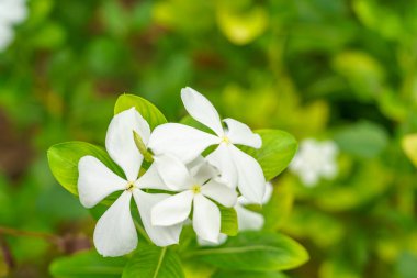Güzel beyaz su teresi kapanıyor. Beyaz çiçekler.