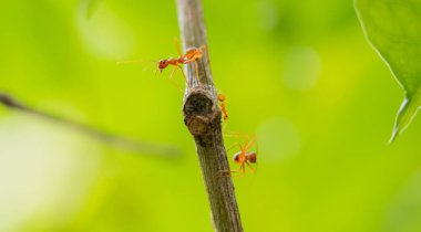 Dalda yürüyen karıncalar. Dal üstüne karınca. Yakın plan..
