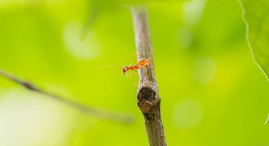 Dalda yürüyen karıncalar. Dal üstüne karınca. Yakın plan..
