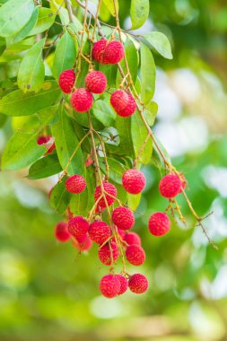 Ağaçta liçi, liçi meyvelerini yakın, taze liçi meyveleri