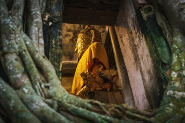 Samut Songkhram-Tayland - 23 Ekim 2021: Buda heykeli ağaç kökleri Bang Kung Camp ile kaplı bir binada kutsanmıştır