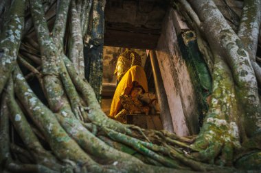 Samut Songkhram-Tayland - 23 Ekim 2021: Buda heykeli ağaç kökleri Bang Kung Camp ile kaplı bir binada kutsanmıştır