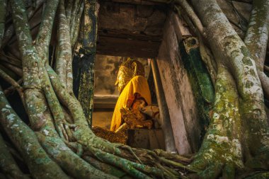 Samut Songkhram-Tayland - 23 Ekim 2021: Buda heykeli ağaç kökleri Bang Kung Camp ile kaplı bir binada kutsanmıştır
