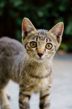 Kameraya bakan kedi yavrusu: Kedi portresi.