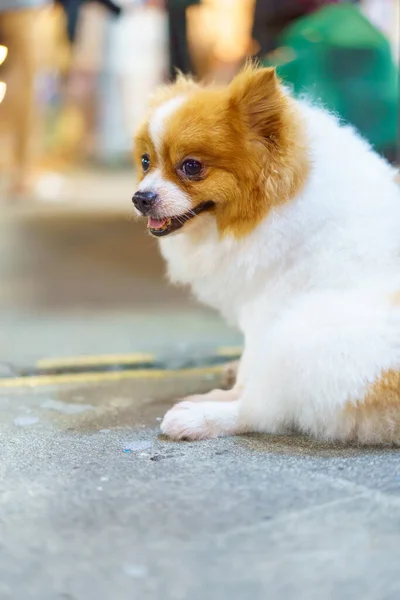 Pomeranian Dog Sitting Concrete Floor — Stock Photo, Image