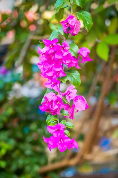 Bulliciosa Buganvilla Rosa Florece Maravillosamente — Foto de Stock