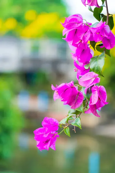 Bulliciosa Buganvilla Rosa Florece Maravillosamente — Foto de Stock