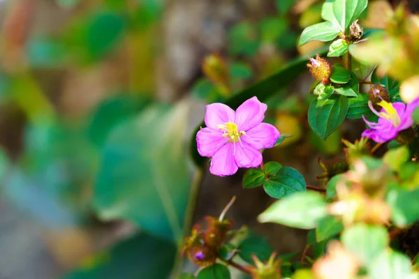 Flores Cor Rosa Florescendo Natureza Fundo Embaçado — Fotografia de Stock