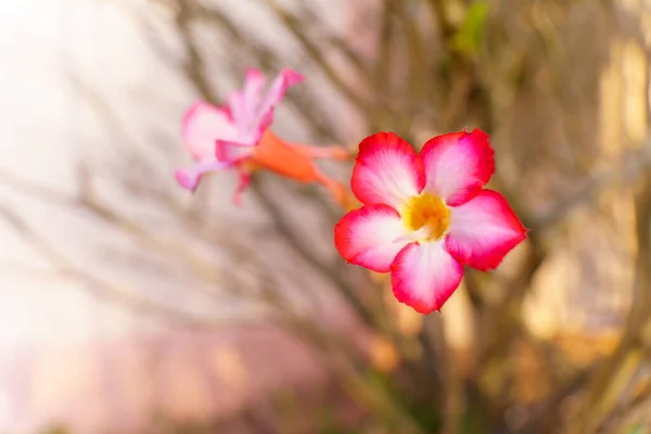 Primer Plano Las Flores Azalea Rosa Sobre Fondo Borroso Espacio — Foto de Stock