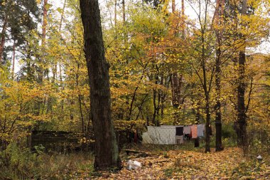 Ağaçlar ve yapraklarla dolu sonbahar manzarası