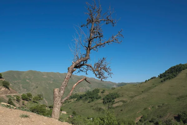 withered pear tree in the mountains