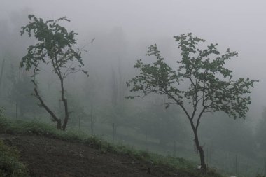 Sisli orman. Sisli bir dağın sisli manzarası