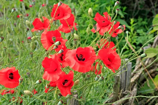 Close View Red Poppies Growing — Stock Photo, Image