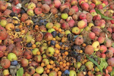 Atılmış sonbahar meyveleri tarlada