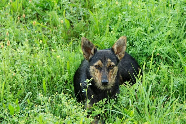 Siyah Şirin Bir Köpeğin Portresi — Stok fotoğraf