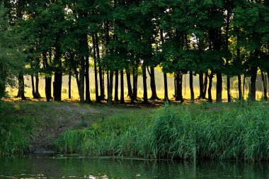 Nehirli güzel bir yaz manzarası