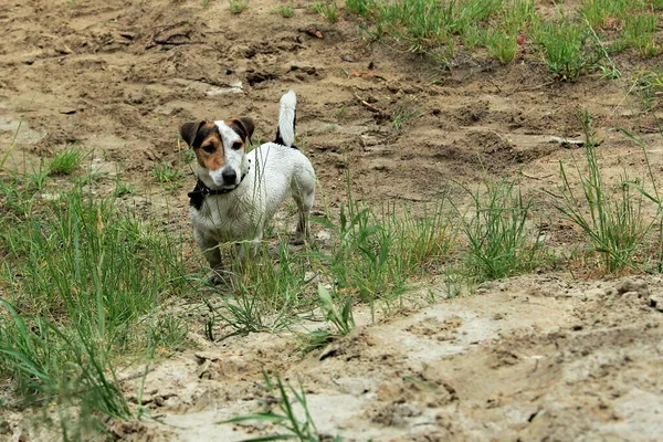 Parktaki Köpek — Stok fotoğraf