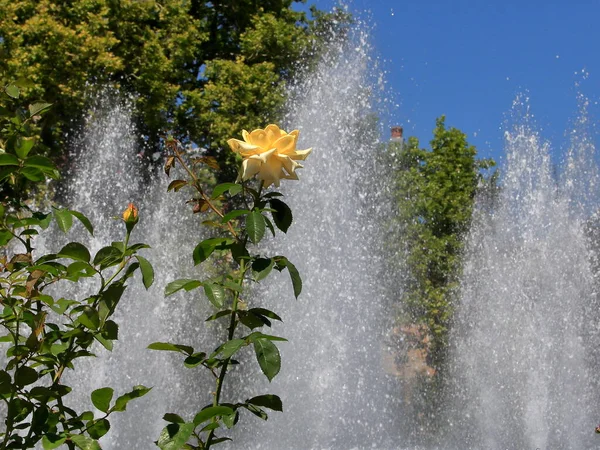 Parktaki çeşme