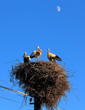 Parktaki bir yuvada leylekler