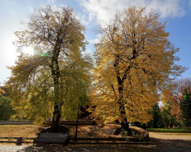 Ağaçlar ve yapraklarla dolu sonbahar manzarası