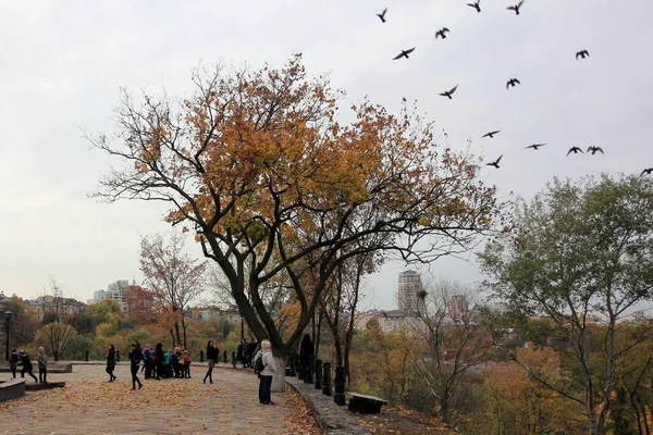 Sonbaharda parkta bir nehirde uçan kuş.