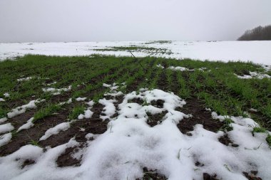 Ormanın güzel manzarası