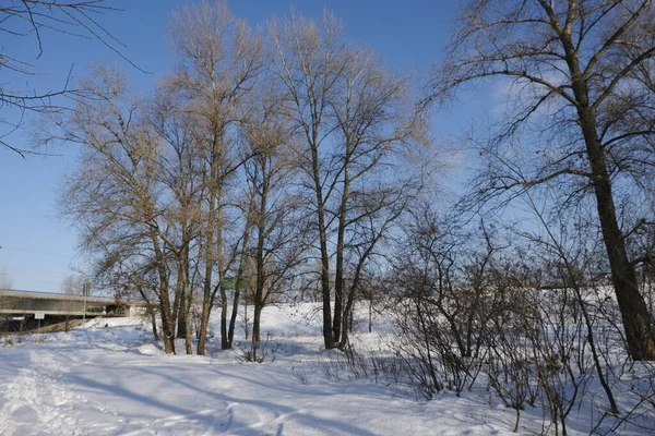 Paisagem Inverno Com Neve Árvores — Fotografia de Stock