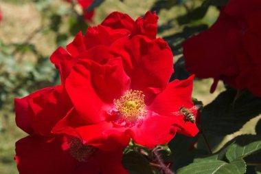 Bahçede kırmızı gül