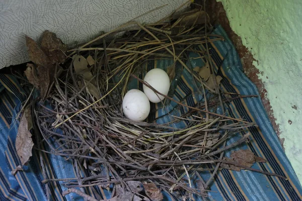 white pigeon eggs in a nest on a wooden background