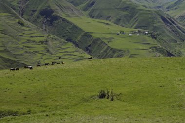 Arka planda yeşil çimenler ve dağlar
