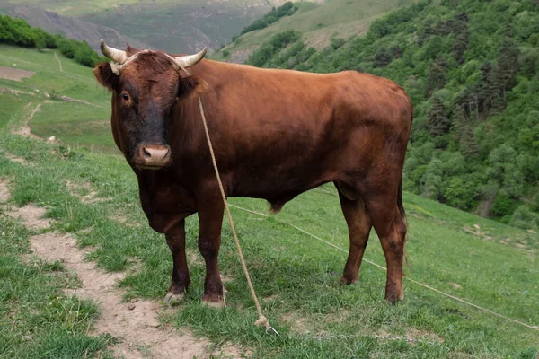 cow in the green pasture