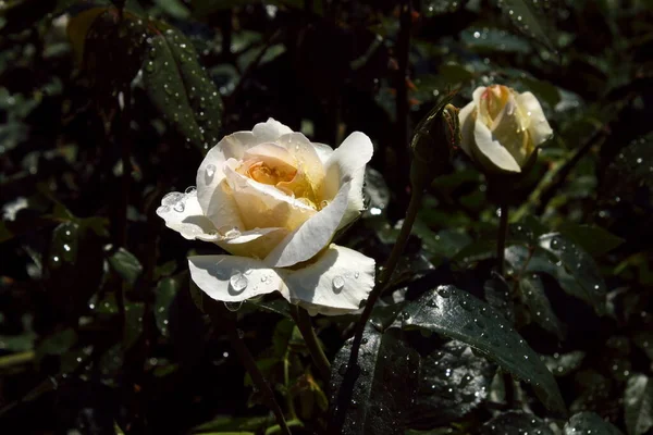 beautiful roses growing at garden