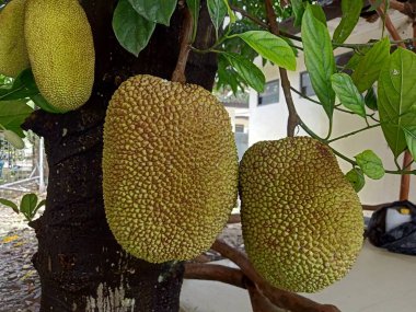 Jackfruit (Artocarpus heterophyllus) meyve dallarının üzerinde asılı duruyor