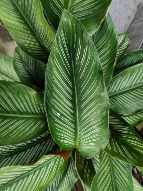 Klozet bahçesi fotoğrafındaki ince çizgili kalathea yapraklarında güzel desenler var.