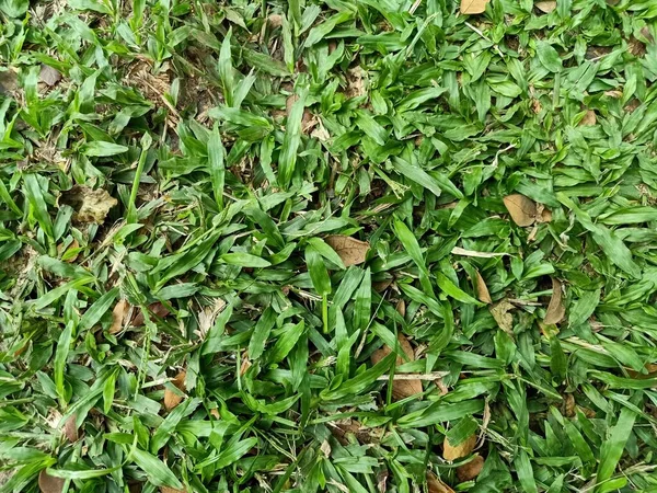 Menutup Foto Rumput Hijau Taman Pagi Hari Diselingi Dengan Daun — Stok Foto