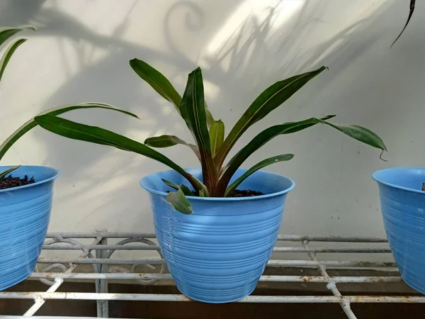 Otthon Növények Kék Színű Edények Trallis Ellen Fehér Színű Fal — Stock Fotó