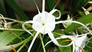 Hymenocallis littoralis ya da plaj örümceği nilüferleri, beyaz çiçekten çıkan birkaç karıncayla rüzgarla savruluyor.