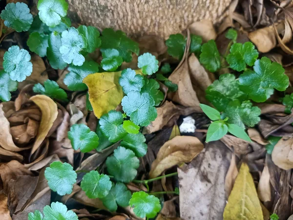 Dziurawiec Zwyczajny Hydrocotyle Sibthorpioides Rosnący Obok Drzewa Suchych Liści — Zdjęcie stockowe