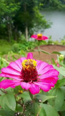 Bir arı, ayçiçeğinden polen topluyor.