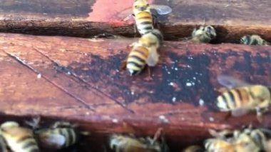 Arılar ahşap çerçevede hareket ediyor