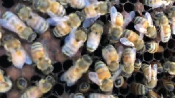 Μια Συλλογή Από Μέλισσες Ένα Πλαίσιο Σπίτι Μέλισσας — Αρχείο Βίντεο