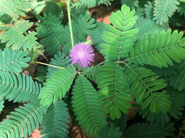 Зеленые Стеснительные Листья Фиолетовые Цветы — стоковое фото