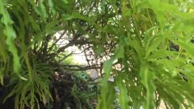 Rüzgarda sallanan süs bitkisi yapraklarının videosu.