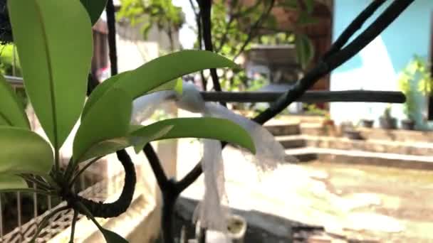 Las Ramas Hojas Las Plantas Ornamentales Son Barridas Por Viento — Vídeos de Stock